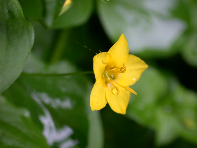 Lysimachia nemorum / Mazza d''oro boschiva